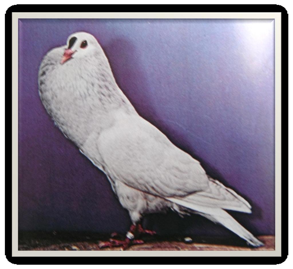 Spot or Snip - Levi's Encyclopedia of Pigeon Breeds.