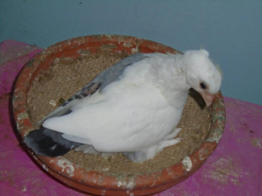 Below is a White hen with two dun patches.