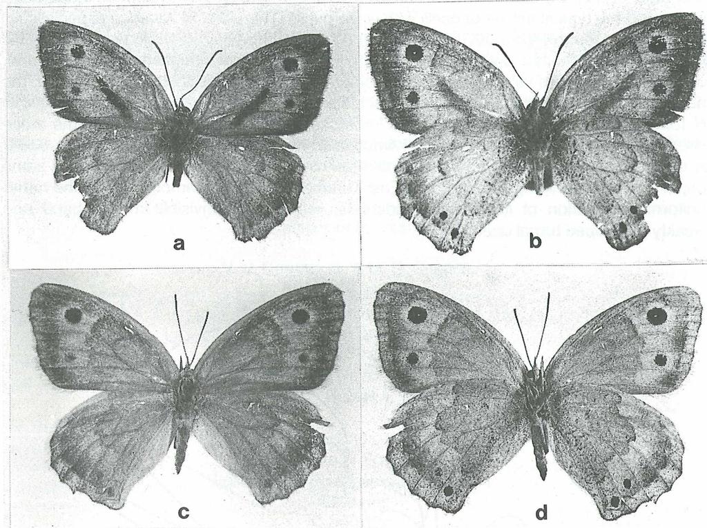Fig. 3: Hyponephele toharica; a, b - d \ c, d - 9; a, c - upperside; b, d - underside. Female genitalia. Lamella antevaginalis long and narrow with longitudinal folds (fig.