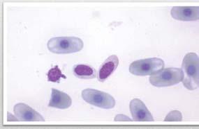 Thrombocytes Non-granulocytes: Monocytes (Azurophils)