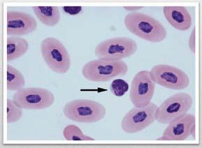 ) Blood smear of a snake Non-granulocytes: Lymphocytes