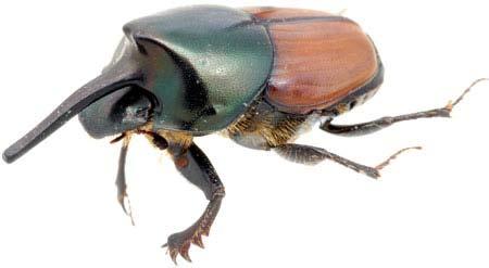 10-12 mm. Onthophagus nigriventris is native to the tropical highlands of Africa and is widespread in Kenya.
