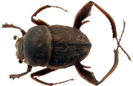 9-11 mm. Sisyphus spinipes is distributed from South Africa to Kenya. In Australia it is found in QLD and north-east NSW (figure 23a). A brown to dark brown/grey beetle with very long thin legs.