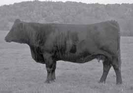 0 407D WW 33 YW 71 HC Power Drive M 2 BV Power Bee MM 2 YC Miss Blk B80 MWW 19 BW: 65 Marb 0.19 Dicey is a solid black ET daughter of our donor out REA 0.38 of B80.