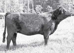 This outstanding heifer will catch your eye. AI d to CNS Dream On L186, ASA# 2144976 on 12-01-09.