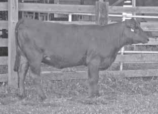 Lady is bred for an October calf to the Undreamabull bull. This mating worked great on her dam and I m sure this calf will be great, also. AI d to SS Undreamabull R308, ASA# 2281129 on 12-26-09.