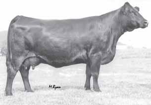 Lauren E2708 R3 is a  Be sure to check her out sale day. 51A BD: 3-22-02 Sex: Bull BW: 52 Tattoo: X35 Sire: BRS Tranquilizer 6 BW 1.3 WW 37 YW 61 M 2 MM 2 MWW 8 Marb 0.10 REA 0.