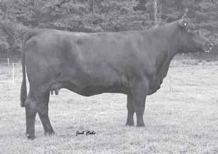 25 API 104 evidence of her ability to show up big on payday. Also since Kountry Girl is sells bred to Mo Better, check out her Mo Better sired daughter, a bred heifer, selling as lot 18.