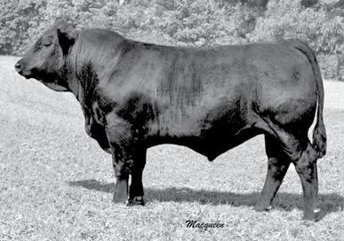 08 REA 0.19 API 90 easy calving sire, Ranch Hand for a purebred calf in February. Spicey is moderate in frame and could also be bred in the future for club calves. Tested AMF and NHF free.