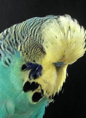 sized budgie with super feather.