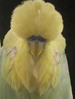64 MH60 151 17 C Yellowface Super powerful long bird with soft