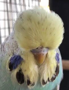 78 MH60 100 18 H Yellow Face Cobalt Lovely young bird with