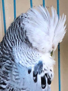 feather an ideal mate for any of my birds 82 302 15 C Lutino
