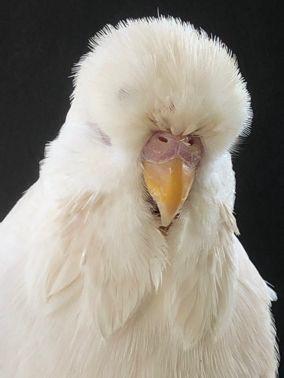 Albino A lovely budgie with super feather, does have some blue