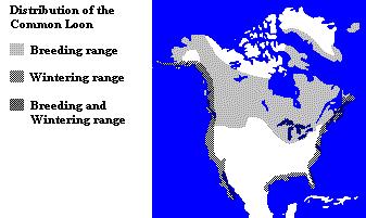The breeding range of the Ruby-throated Loon includes northern Canada. It takes off from water more readily than the other loons, so is able to nest on the smaller tundra ponds.