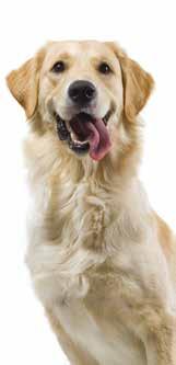 F E E D I N G How much VET COMPLEX should I feed? Your vet or vet nurse recommends feeding: g of Joint Articulation Dog per day Divided into meals.