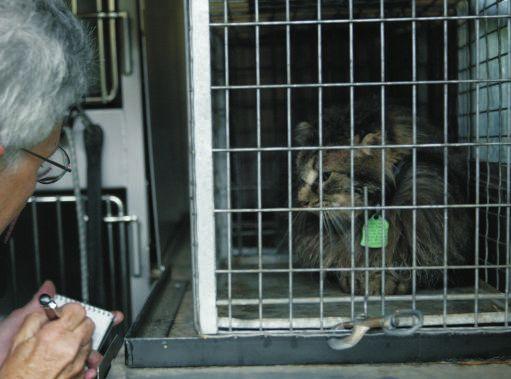 3% Claim Rate of Impounded Cats Cats Claimed by Owners at Shelter Adopted 20.4% Adopted 25.