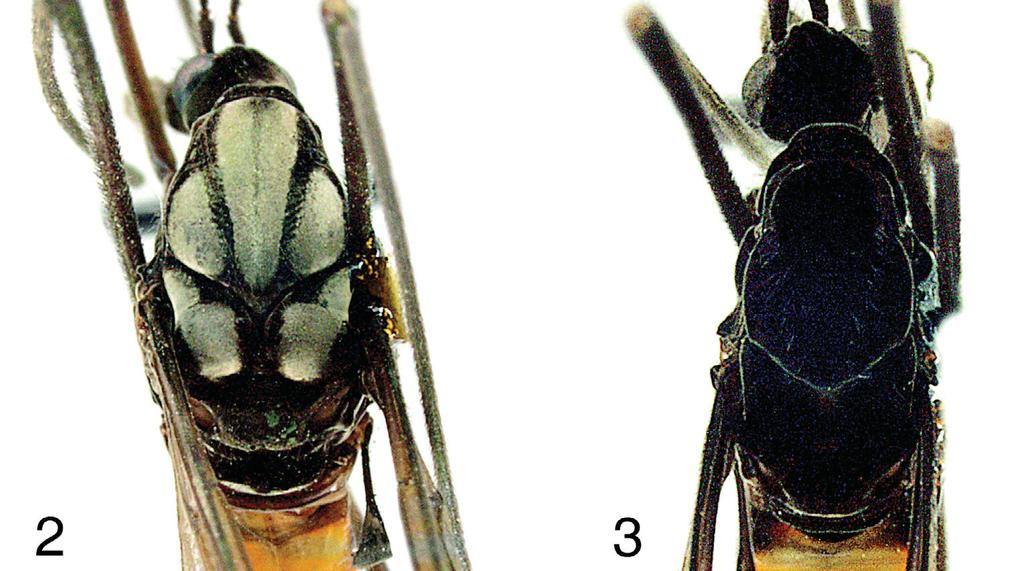 Female ovipositor with short, fleshy cerci and hypovalves. FIGURE 1. Adult male of Tipula (Formotipula) holoserica (Photo by Gaga Lin) FIGURES 2 3.