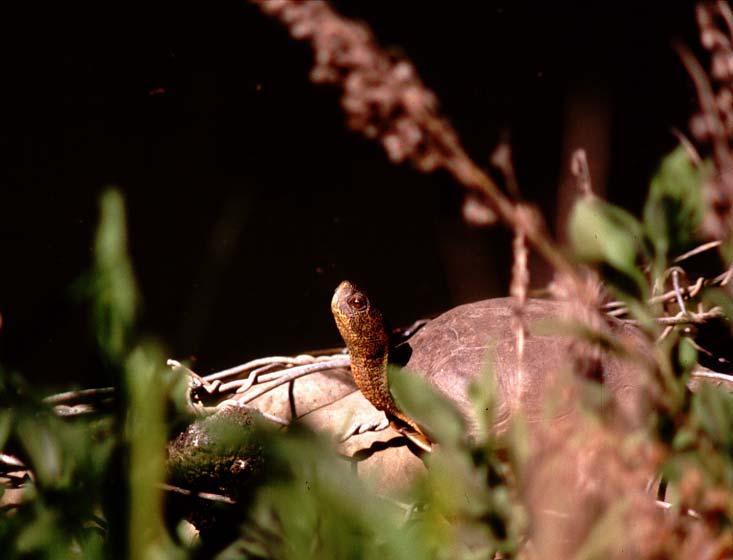 Western Pond Turtles (Clemmys marmorata) in