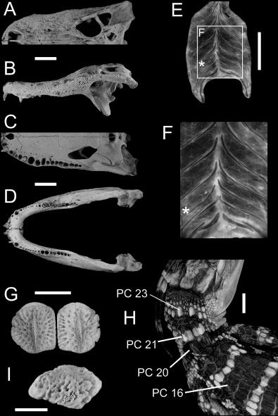 402 M.K. VICKARYOUS AND B.K. HALL Fig. 1. Alligator mississippiensis adult and subadult dermal skeleton morphology.