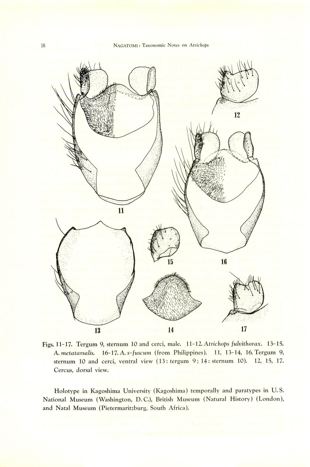 16 NAGATOMI: Taxonomic Notes on Atrichops Figs. 11-17. Tergum 9, sternum 10 and cerci, male. 11-12. Atrichops fulvithorax. 13-15. A. metatarsalis. 16-17. A. s-fuscum (from Philippines). 11, 13-14, 16.