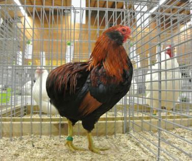 pullet, white black columbia. Owner: H.