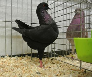 Above, right: Champion Pigeon in Show: Oriental Owl satinet,