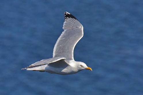 3 Problems and solutions In towns, the herring gull is often regarded as a general nuisance.