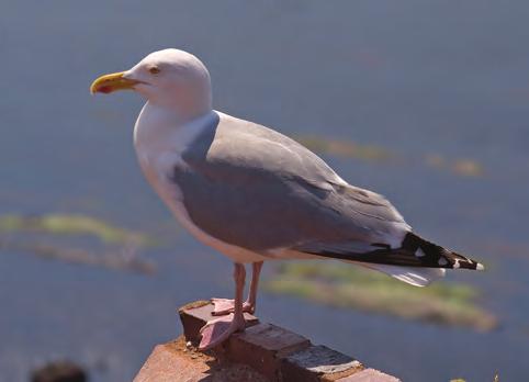 2 What are Herring Gulls? HERRING GULLS: SOME FACTS Herring gulls are large, noisy gulls found all around our coasts, and also inland in our towns and cities.