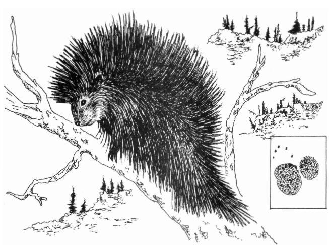 BIOLOGY, LEGAL STATUS, CONTROL MATERIALS, AND DIRECTIONS FOR USE Porcupine Erethizon dorsatum Family: Erethizontidae Introduction: The porcupine is found in coastal western areas of California, north