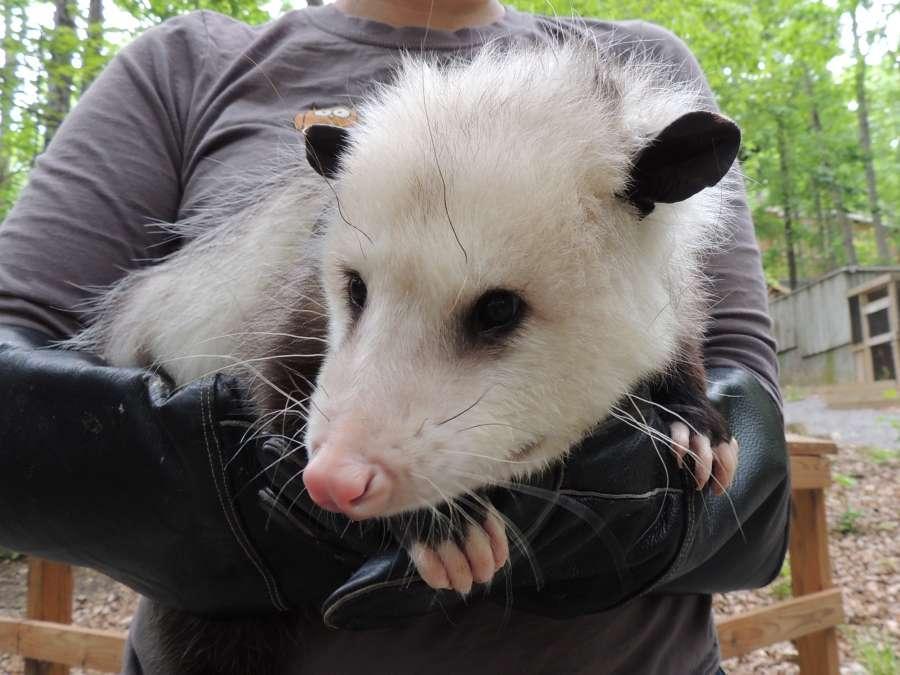 Nope! Phebe lives by herself, but she does have a next door neighbor named Pogo. He is also an opossum. Pogo the opossum Can you tell us more about the Wildlife Center? Sure!