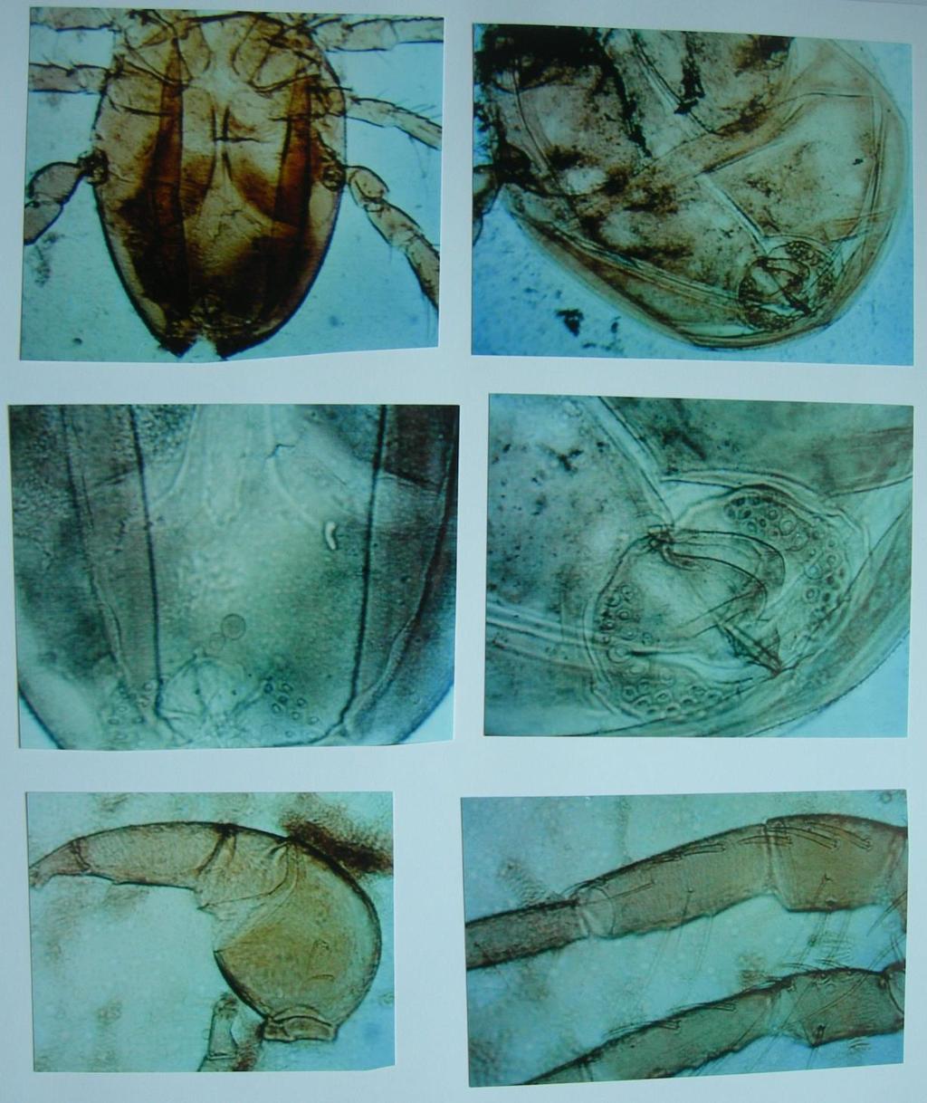 Plate 184: Unionicola formosa from Pyganodon cataracta in North Carolina: Top left: male venter. Top right: female venter.