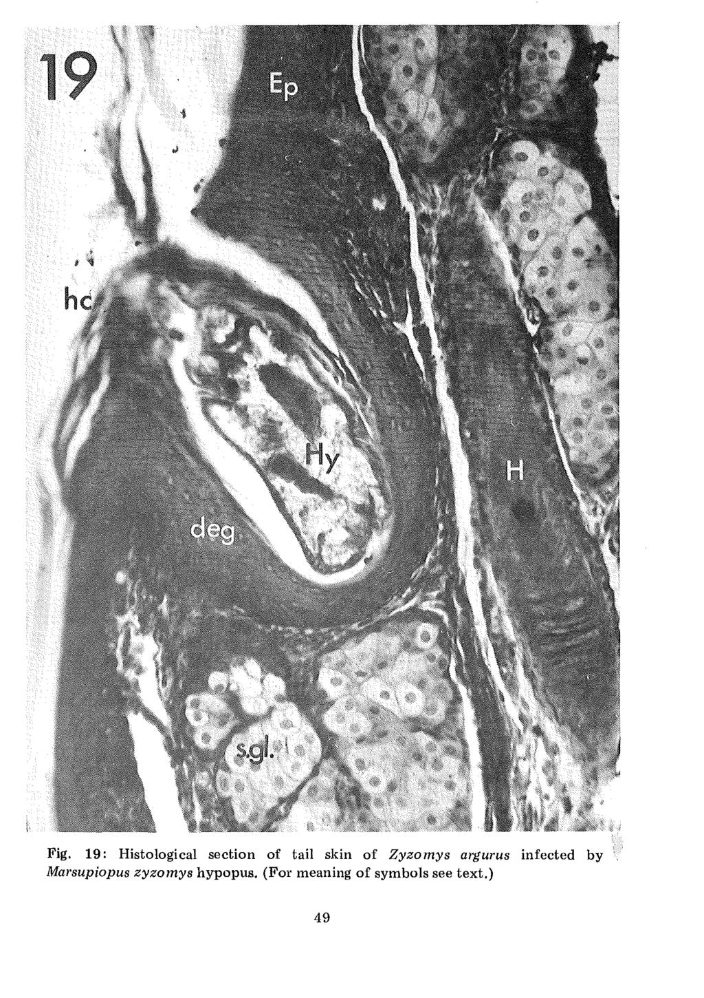 Fig. 19: Histological section of tail skin of Zyzomys argurus