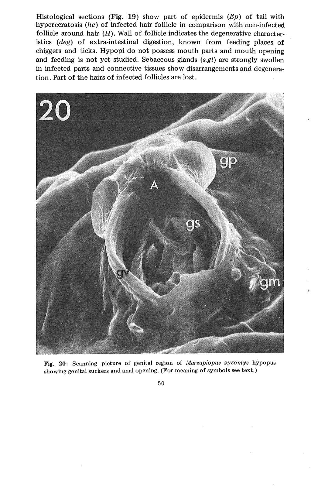 Histological sections (Fig. 19) show part of epidermis (Ep) of tail with hyperceratosis (he) of infected hair follicle in comparison with non-infected follicle around hair (H).