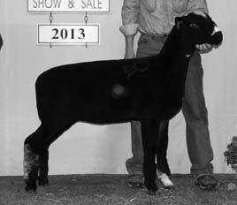 The Grand Champion Natural Colored Ewe in last year s sale was consigned by Hyline Farm, OH and sold to Hart Sheep Company, MT.