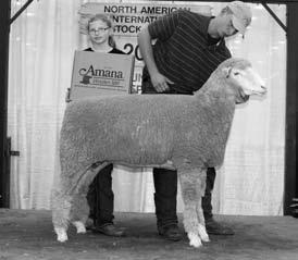 She is a very fancy, correct made ewe lamb with a beautiful medium fleece. Maybuck sired all the class winning lambs in the medium division at the 2013 NAILE Open Show. Borcher Sheep Co.