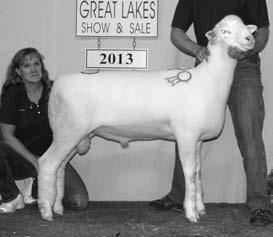 Lot 482 Ewe House Mountain 1599 B-2/23/14 Tr S-House Mountain 1529 D-House Mountain 933 Spinners fleece or expand your flock with traditional white Finn genetics.