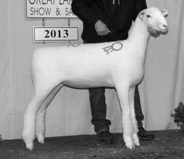 The Grand Champion Dorset Ewe was consigned by Twin Oaks Dorsets, OH and sold to Sean Beskid, OH.