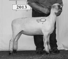 This Dorset ram has much potential as a show lamb and a breeding ram. He is devilishly handsome and is an RR twin. He is growthy, correct and has excellent breed character.