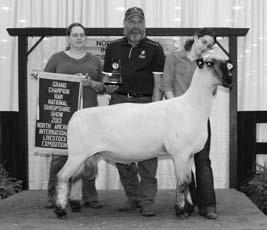 2013 National Grand Champion Ram for Mike Fox, OH bought at the 2013 Great Lakes Sale from Melvin Family, OH.