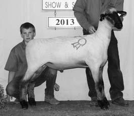 com Lot 596 Spring Ram Lamb Should have some of the breeding of the ram I sold last year which ended up being the National Champion Ram for Mike Fox.