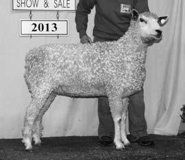 Lot 174 Ewe Montana Aerie 5838 B-2/4/14 S S-Koepple RR D-Key 2961 QR Growing out to be a beauty. Strong genetics.
