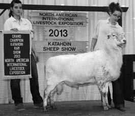 Katahdins are welcomed to the Great Lakes Sale! The same genetics as the 2013 NAILE Champion Ram sell in Wooster in the Julian & Moore, OH and Prairie Lane Farm, MO consignments.