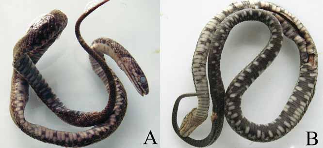 That specimen had 166 ventrals and Fig. 1. Ventral and dorsal view of the juvenile dice snake from near Nicosia, Northern Cyprus. Stored as MCSNT 18024 in the Natural History Museum of Torino, Italy.
