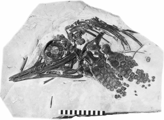 762 PALAEONTOLOGY, VOLUME 42 TEXT-FIG. 1.Leptonectes moorei sp. nov.; BMNH R 14370; complete specimen as preserved in left lateral aspect.