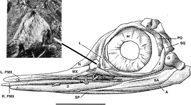 M C GOWAN AND MILNER: JURASSIC ICHTHYOSAUR 765 TEXT-FIG. 3. Leptonectes moorei sp. nov.; BMNH R 14370; skull in left lateral aspect omitting displaced elements of the right mandibular ramus.