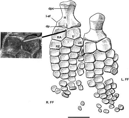 766 PALAEONTOLOGY, VOLUME 42 TEXT-FIG. 4. Leptonectes moorei sp. nov.; BMNH R 14370; forefins in ventral (right fin) and dorsal (left fin) aspect.
