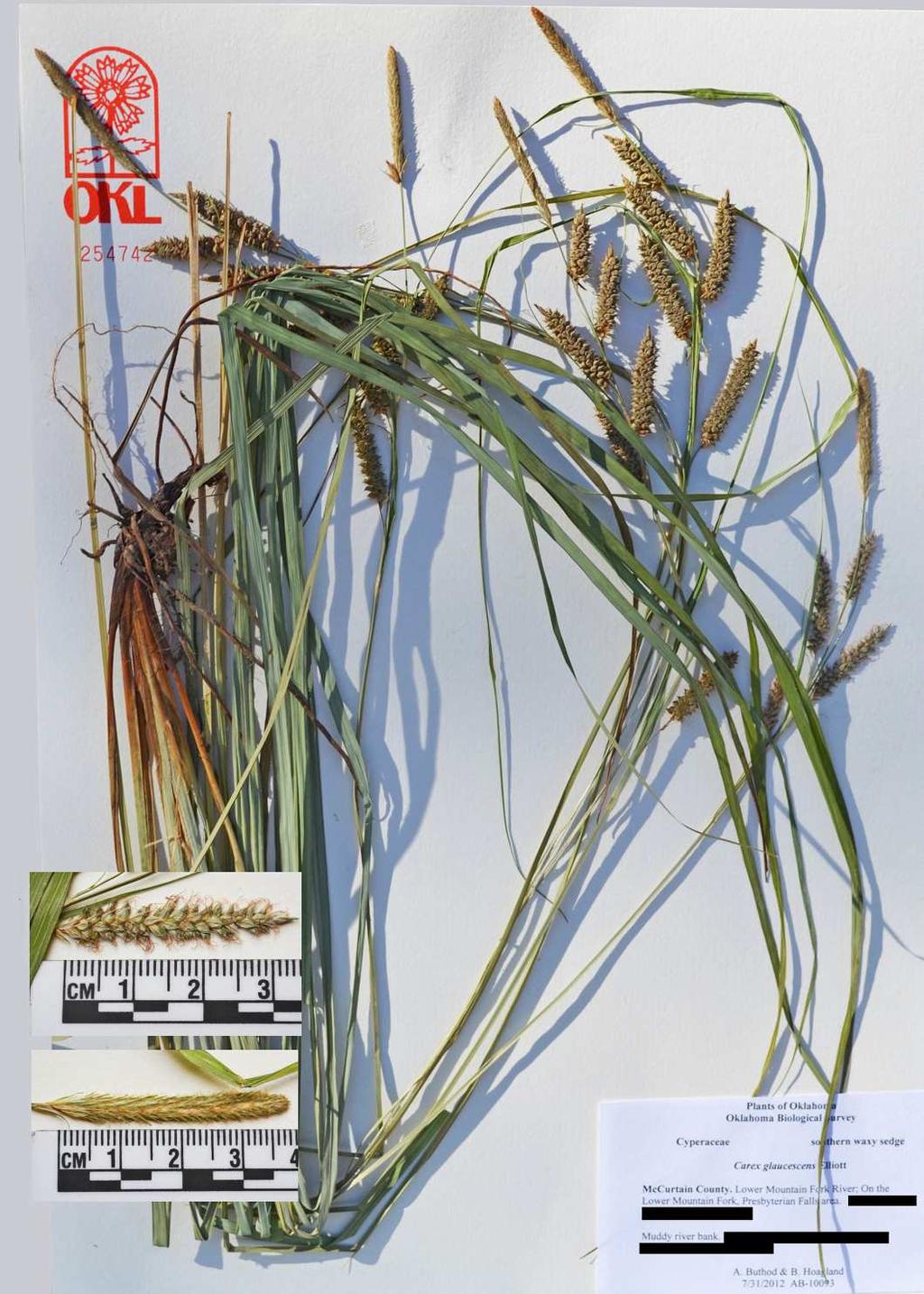 Figure 2. Carex glaucescens. Photo by Amy Buthod.