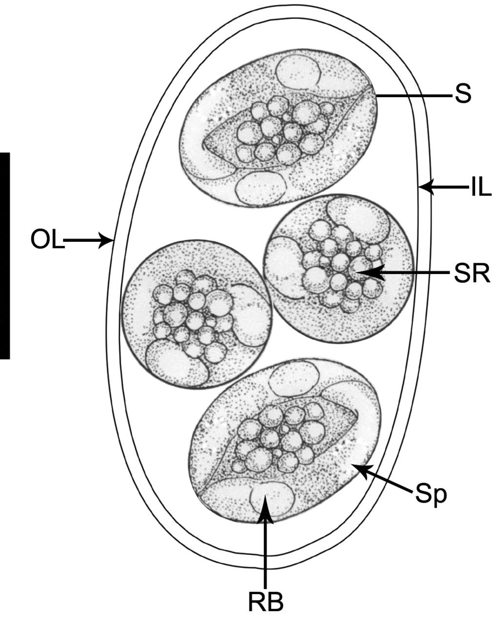 sporocyst wall (Fig. 1). Stieda body or other localized thickening of wall absent. Sporozoites banana-shaped (Fig.