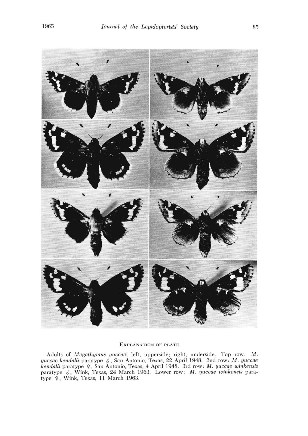 1965 Journal of the Lepidopterists' Society 85 EXPLANATION OF PLATE Adults of Megathymus yuccae; left, upperside; right, underside. Top row: M.